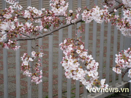 Kịch độc - truyện ngắn của Lương Văn Chi